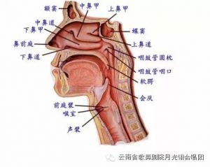 学唱歌基础：了解我们的发声机制