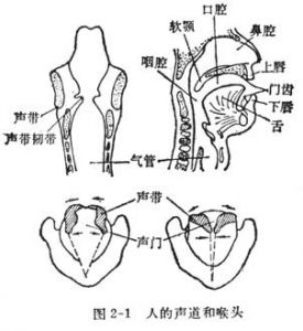 喉头位置 胸腹式呼吸