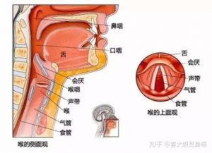 女生开嗓子最快的方法 教你怎么7天改变嗓音