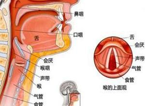 唱歌的喉头稳定的训练方法 唱歌怎么打开喉头