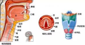 唱歌喉头稳定的训练 喉头是喉结吗