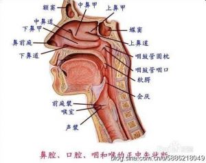 唱歌时怎么打开喉咙 初学者唱歌技巧速成诀窍