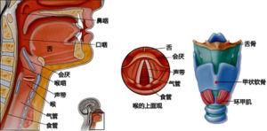 唱歌怎么固定喉头 唱歌发声技巧打开喉头