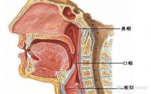 唱歌声音贴着后咽壁 唱歌后咽壁图片