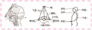 唱歌肚子用力结构图 唱歌时肚子是鼓还是瘪