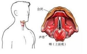 声带紧张 能使声带紧张及松弛的结构是