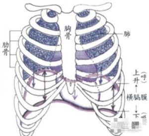 唱歌时肚子是鼓还是瘪 唱歌时肚子怎样用力的