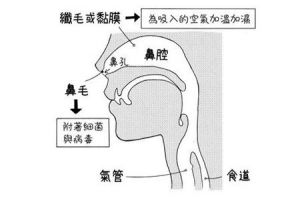 唱歌是用鼻子呼吸还是嘴巴呼吸 长跑用鼻子呼吸还是嘴巴呼吸好