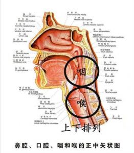 三腔共鸣怎样练 哼鸣练习法