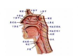 头腔共鸣视频 头腔共鸣练多了头部有什么感觉