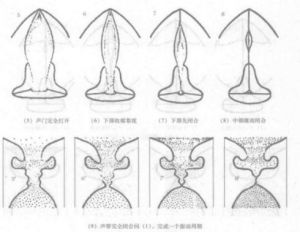 气声与假声区别 气和声音发出区别