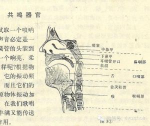 唱歌上颚发声图解 舌顶上颚图解