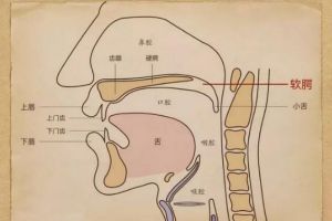 歌唱中咽壁的位置图 歌唱时后咽壁是什么状态