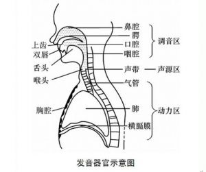 小学生歌唱声音的位置 唱歌时声音的位置