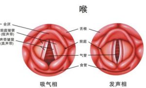 唱歌时喉咙是什么状态 解决唱歌喉头上提