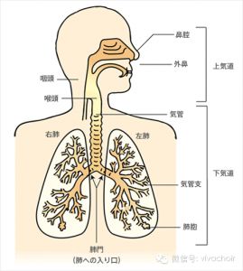 唱歌发声位置 唱歌如何找发声点