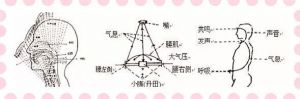 发声位置靠后是什么感觉 正确的发声位置