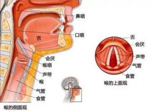 欧美唱法如何关闭拉紧声带 声带边缘唱法