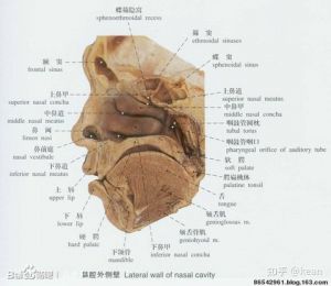 欧美唱法压缩声带 72式动图带声