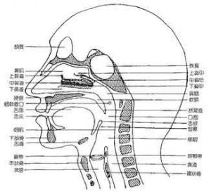 三腔共鸣训练 三大共鸣的训练方法
