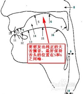 唱歌怎么练颤音 练习唱歌教程