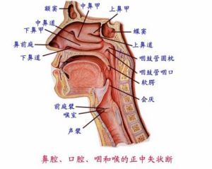 美声唱法额腔共鸣 美声唱法气息的运用