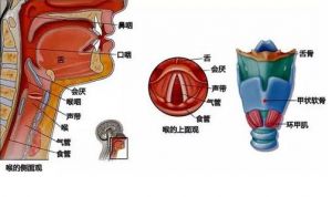 怎么练唱歌发声基础教程 唱歌哪里发声