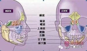 面罩唱法和鼻腔共鸣 挂鼻腔唱法