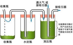 胸腔唱法图解 人体胸腔结构图解