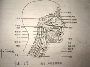 怎么判断是否胸腔共鸣 口腔共鸣是哪里震动喉咙震动