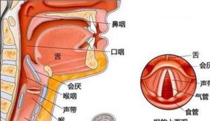 声带闭合和关闭唱法 唱高音不自觉的提喉怎么办