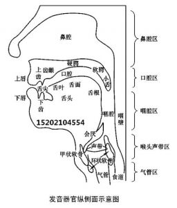 换声点是什么 男生三个换声点