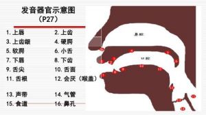 发声点和发声位置 唱歌正确发声部位图