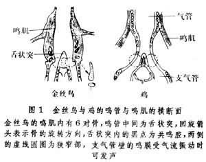 怎样发声点靠后缩小发声点 唱歌靠后缩小发声点