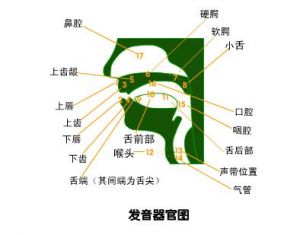 发声位置和共鸣位置 发声以口腔共鸣为主