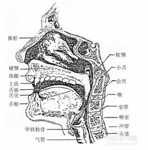 唱歌发声的位置在哪里 唱歌时声音的位置