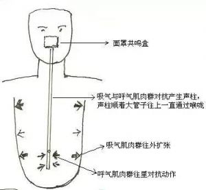 唱歌正确发声点 唱歌正确发声部位图