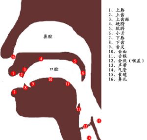 新闻是不是发声位置都靠后 发声怎么靠后