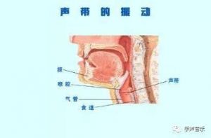 声带位置图解 人的声带在什么位置图片