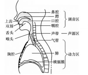 流行唱法发声位置教学视频 流行唱法高音技巧