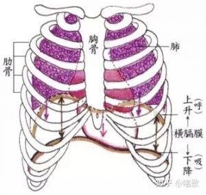 唱歌时气息的支撑点在哪 如何练唱歌的基本功及气息