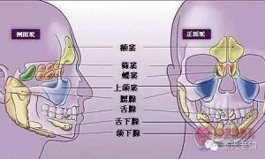 鼻腔共鸣时鼻子还会震动吗 唱歌鼻腔共鸣