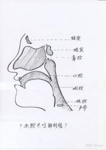 鼻腔共鸣练习 如何打开鼻腔共鸣