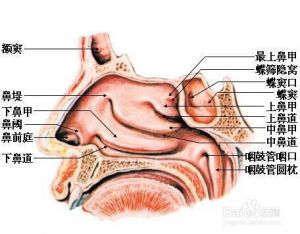 鼻子不通气怎么唱歌 正确的唱歌鼻子出气吗