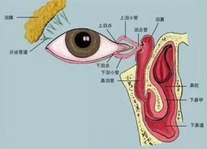 鼻腔共鸣是什么感觉 口腔共鸣最正确的感觉