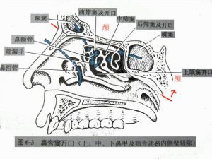 天生就会鼻腔共鸣 怎么用鼻腔共鸣发音