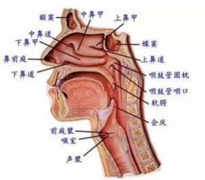 唱歌头腔共鸣 唱歌怎么找共鸣位置