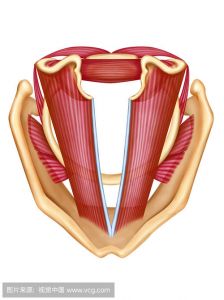 唱歌声带怎么闭合 唱歌要注意什么