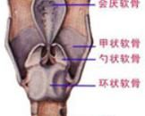 女伪男用提高喉软骨吗 如何自己判断宝宝是否喉软骨发育不良