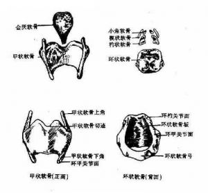 怎么提喉软骨 喉软骨是什么